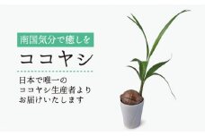 ココヤシ 観葉植物 《糸島》【はざま園芸】[AND004]
