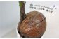 観葉植物 室内 室内用 自宅 ココヤシ インテリア 植物