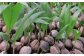 観葉植物 室内 室内用 自宅 ココヤシ インテリア 植物