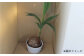 観葉植物 室内 室内用 自宅 ココヤシ インテリア 植物