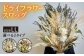 【ホワイト系】ドライフラワースワッグLLサイズ《糸島》【tokohana】[AOC001-1]