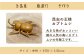 手作り 竹 国産 インテリア 置物 オブジェ 玄関 虫 カブト