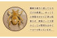 手作り 竹 国産 インテリア 置物 オブジェ 玄関 虫 くわがた