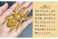 手作り 竹 国産 インテリア 置物 オブジェ 玄関 虫 くわがた