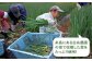 ねぎ 葱 調味油 ねぎ油 おかず 調味料/惣菜