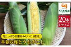 果物 みたいに 極甘 ！ 早朝 収穫 とうもろこし Lサイズ ( 300g ) × 20本《糸島》【有限会社ウラタ農園】 [ALI002]