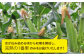 【期間限定】「果物みたいな甘さ」と「柔らかい粒」がぎっしり詰まったとうもろこし！