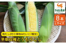 果物 みたいに 極甘 ！ 早朝 収穫 とうもろこし Lサイズ ( 300g )× 8本 《糸島》【有限会社ウラタ農園】 [ALI003]