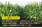 【期間限定】「果物みたいな甘さ」と「柔らかい粒」がぎっしり詰まったとうもろこし！