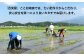 九州 福岡 糸島 米 お米 ご飯 栽培期間中 農薬不使用 10キロ