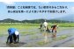九州 福岡 糸島 お米 環境 山林 お正月 もち 餅 おにぎり