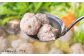 鍋セット なべ 鶏肉 鶏 肉団子 肉だんご つみれ