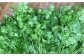 国産 パクチー エスニック アジアン オーガニック野菜
