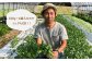 国産 パクチー エスニック アジアン オーガニック野菜