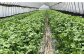 国産 パクチー エスニック アジアン オーガニック野菜