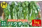 国産 パクチー エスニック アジアン オーガニック野菜