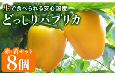 糸島産 肉厚 パプリカ 8個  福岡県  糸島市 / シーブ [AHC031] 野菜 ピーマン