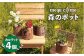 糸島 植木鉢 植物 花 インテリア ガーデニング