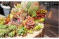 糸島 植木鉢 植物 花 インテリア ガーデニング