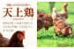 産まれたばかりの新鮮な卵は、味わいも格別