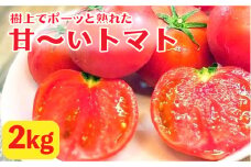 樹上でポーッと熟れた 甘～い トマト 約2kg 《糸島》【松尾農園】 [AKI001]