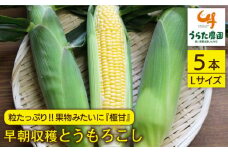 大人気！！果物みたいに『極甘』早朝収穫とうもろこし Lサイズ（300g）×5本≪糸島市≫【有限会社ウラタ農園】とうもろこし/トウモロコシ/期間限定 [ALI004]