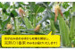 「果物みたいな甘さ」と「柔らかい粒」がぎっしり詰まったとうもろこしです！！