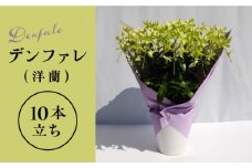 【10セット 限定 】 デンファレ （ 洋蘭 ） 10本 立ち 《糸島》【和饗エコファーム株式会社】 蘭 洋蘭 デンファレ 花 インテリア お祝い 贈り物 [AVI001]