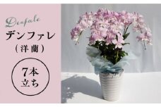 【10セット 限定 】 デンファレ （ 洋蘭 ） 7本 立ち 《糸島》【和饗エコファーム株式会社】 蘭 洋蘭 デンファレ 花 インテリア お祝い 贈り物 [AVI002]