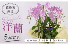 【30セット 限定 】 デンファレ （ 洋蘭 ） 5本 立ち 《糸島》【和饗エコファーム株式会社】 蘭 洋蘭 デンファレ 花 インテリア お祝い 贈り物 [AVI003]