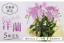 【30セット 限定 】 デンファレ （ 洋蘭 ） 5本 立ち 《糸島》【和饗エコファーム株式会社】 蘭 洋蘭 デンファレ 花 インテリア お祝い 贈り物 [AVI003]