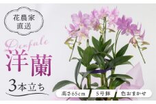 【30セット 限定 】 デンファレ （ 洋蘭 ） 3本 立ち  《糸島》【和饗エコファーム株式会社】蘭 洋蘭 デンファレ 花 インテリア お祝い 贈り物 [AVI004]