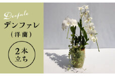 【30セット 限定 】 デンファレ （ 洋蘭 ） 2本 立ち 《糸島》【和饗エコファーム株式会社】蘭 洋蘭 デンファレ 花 インテリア お祝い 贈り物 [AVI005]
