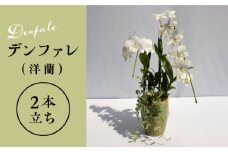 【30セット 限定 】 デンファレ （ 洋蘭 ） 2本 立ち 《糸島》【和饗エコファーム株式会社】蘭 洋蘭 デンファレ 花 インテリア お祝い 贈り物 [AVI005]