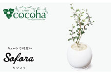ソフォラ 糸島市 / cocoha [AWB014] 観葉植物 グリーン インテリア 室内