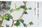 観葉植物 緑 グリーン 暮らし インテリア 植物 鉢 おしゃれ 室内