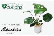 モンステラ  糸島市 / cocoha [AWB018] 観葉植物 グリーン インテリア 室内