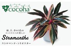 緑、白、赤の色合いが絶妙！『 ストロマンテ ・ トリオスター 』 糸島市 / cocoha [AWB019] インテリア 観葉植物 おしゃれ
