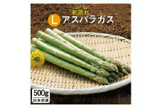 先行予約！春 限定 太い アスパラガス Lサイズ 500g (1本 約25g)《糸島》【藤井グリーンファーム】[AFE002]
