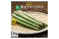 先行予約！ 春 限定 極太 アスパラガス 500g (1本 約50g)《糸島》【藤井グリーンファーム】[AFE003]