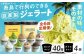 アイス アイスクリーム ジェラート