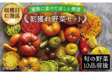 朝採れ！ 糸島 野菜 セット （ 10品 前後 ） 《糸島》【オーガニックナガミツファーム】 [AGE003]