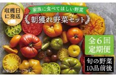 【 全6回 定期便 】 【 福岡県 糸島産 】 朝採れ 野菜 セット ( 10品 前後 )  《糸島》【オーガニックナガミツファーム】 [AGE009]