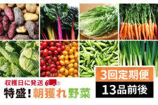 【 全3回 定期便 】【 福岡県 糸島産 】 朝採れ 野菜 セット （ 13品 前後 ） 《糸島》【オーガニックナガミツファーム】 [AGE024]