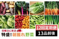 【全12回定期便】☆特盛り！ 産地直送 ☆ 福岡県 糸島産 朝採れ 野菜 セット（13品前後）《糸島》 【オーガニック ナガミツファーム】 [AGE026]