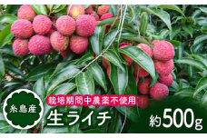 糸島産 生 ライチ ( 約500g ) 栽培期間中 農薬不使用 【2025年7月～8月中旬にかけて順次発送】 糸島市 / シーブ [AHC020]
