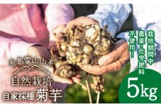  糸島産 菊芋 5kg 自然栽培  糸島市 / 大石ファーム [ATE008]