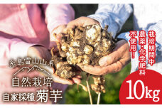  糸島産 菊芋 10kg 自然栽培  糸島市 / 大石ファーム [ATE009]