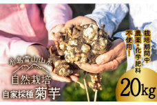  糸島産 菊芋 20kg 自然栽培  糸島市 / 大石ファーム [ATE010]