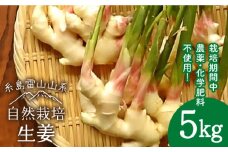 糸島産 生姜 5kg 自然栽培 糸島市 / 大石ファーム [ATE011]
